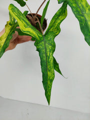 Alocasia Sabrina Aurea Variegata