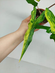 Alocasia Sabrina Aurea Variegata