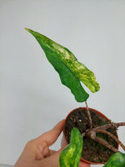 Alocasia Sabrina Aurea Variegata