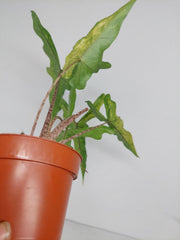 Alocasia Sabrina Aurea Variegata