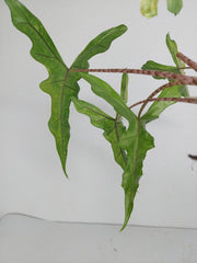 Alocasia Sabrina Aurea Variegata