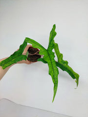 Alocasia Sabrina Aurea Variegata