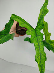 Alocasia Sabrina Aurea Variegata