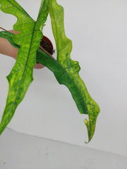 Alocasia Sabrina Aurea Variegata