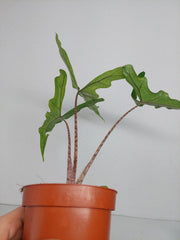 Alocasia Sabrina Aurea Variegata