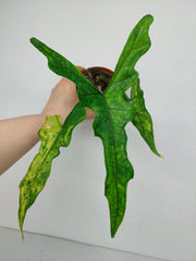 Alocasia Sabrina Aurea Variegata