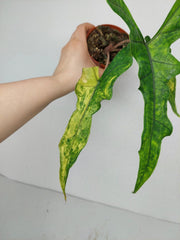 Alocasia Sabrina Aurea Variegata