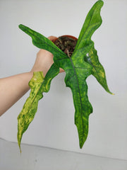 Alocasia Sabrina Aurea Variegata