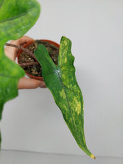 Alocasia Sabrina Aurea Variegata