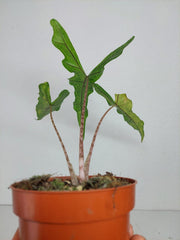 Alocasia Sabrina Aurea Variegata