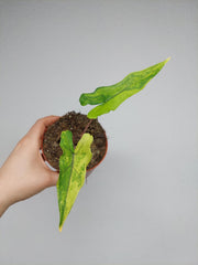 Alocasia Sabrina Aurea Variegata
