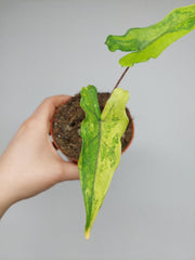 Alocasia Sabrina Aurea Variegata