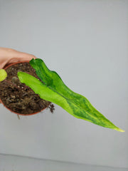 Alocasia Sabrina Aurea Variegata