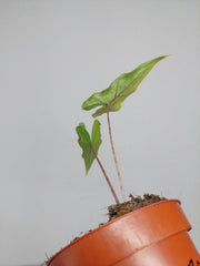 Alocasia Sabrina Aurea Variegata