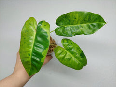 Philodendron Burle Marx Verde