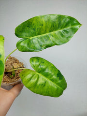 Philodendron Burle Marx Verde