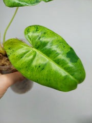 Philodendron Burle Marx Verde
