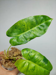 Philodendron Burle Marx Verde