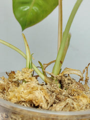 Philodendron Burle Marx Verde