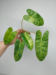 Philodendron Burle Marx Verde