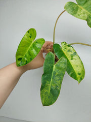 Philodendron Burle Marx Verde