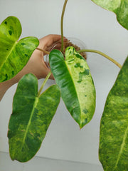 Philodendron Burle Marx Verde