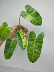 Philodendron Burle Marx Verde