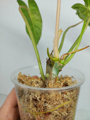 Philodendron Burle Marx Verde