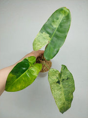 Philodendron Burle Marx Verde