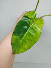 Philodendron Burle Marx Verde