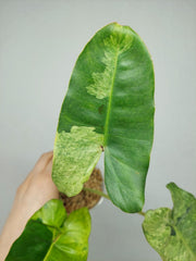 Philodendron Burle Marx Verde