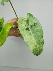 Philodendron Burle Marx Verde