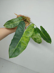 Philodendron Burle Marx Verde