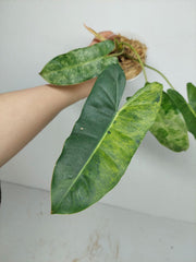 Philodendron Burle Marx Verde