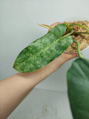 Philodendron Burle Marx Verde