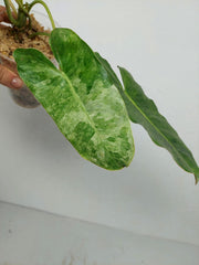Philodendron Burle Marx Verde