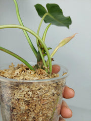 Philodendron Burle Marx Verde