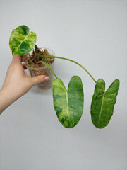 Philodendron Burle Marx Verde