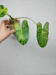 Philodendron Burle Marx Verde