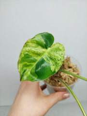 Philodendron Burle Marx Verde