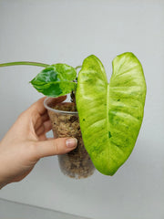 Philodendron Burle Marx Verde