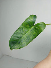 Philodendron Burle Marx Verde
