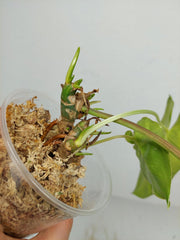 Philodendron Burle Marx Verde