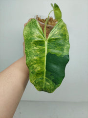 Philodendron Burle Marx Verde