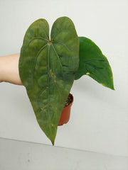Anthurium Papillilaminum x Dressleri
