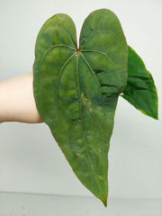 Anthurium Papillilaminum x Dressleri