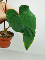 Anthurium Papillilaminum x Dressleri