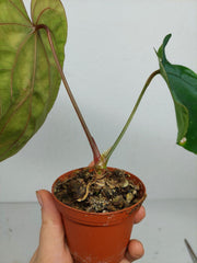 Anthurium Papillilaminum x Dressleri