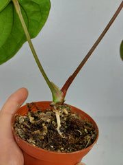 Anthurium Papillilaminum x Dressleri