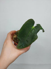Anthurium Papillilaminum x Dressleri